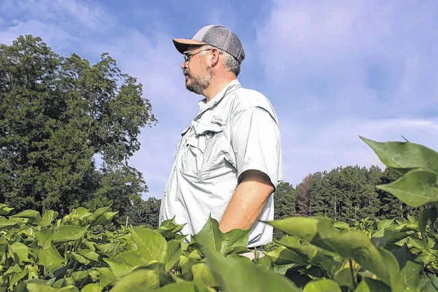 Cotton farmers contend with a new pest